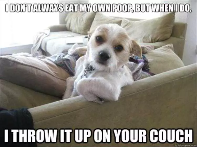 Funniest Animal Memes  Don'T Always Eat Own Poop