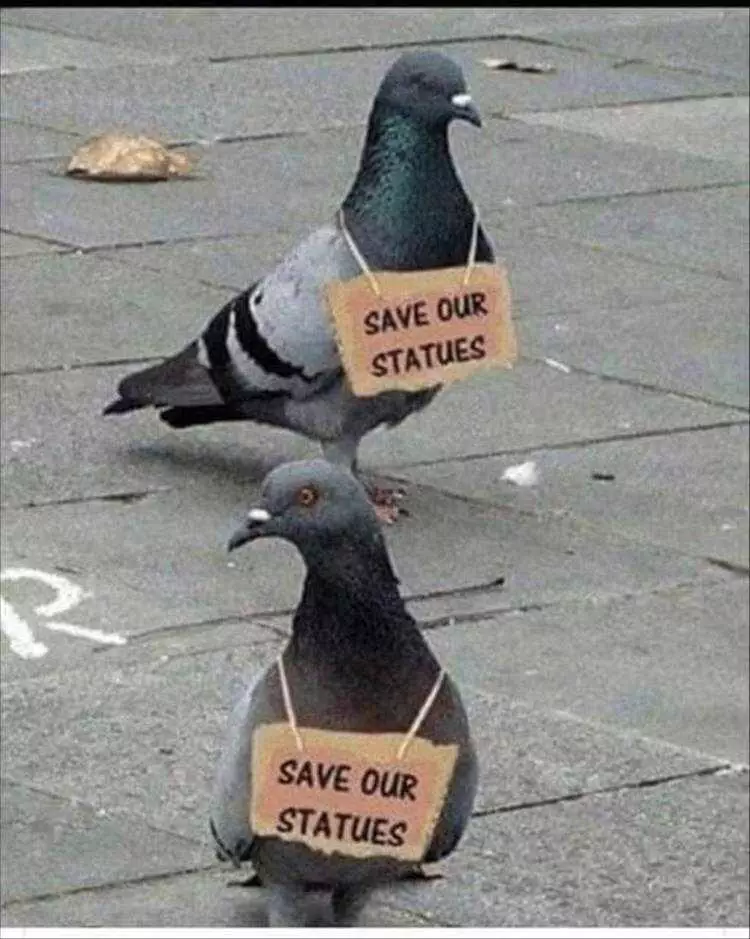 Funniest Animal Memes  Pigeon Protest