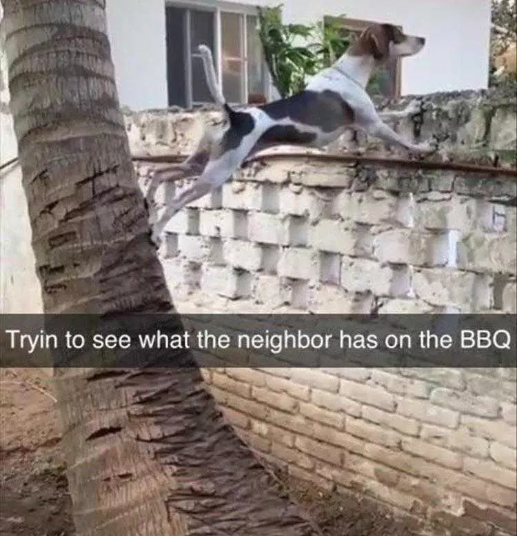 Funniest Dog Memes  Neighbors Having A Bbq Without Me