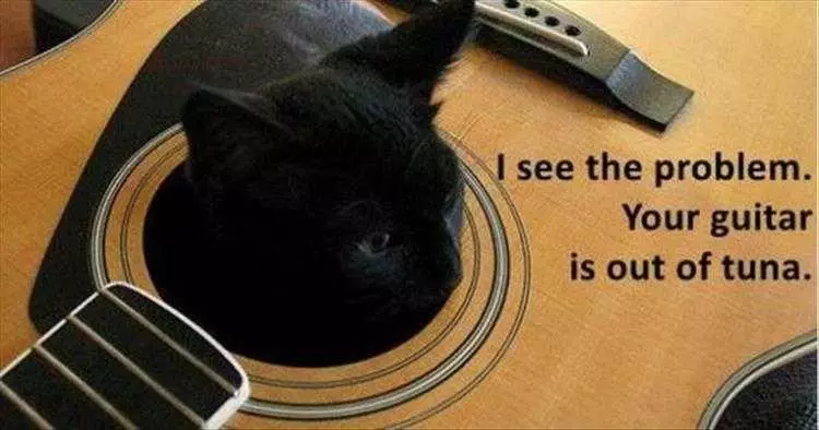 Funniest Animal Memes  Need Guitar Tuna Now