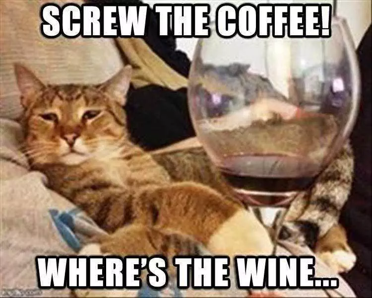Funniest Animal Memes  Wine Time