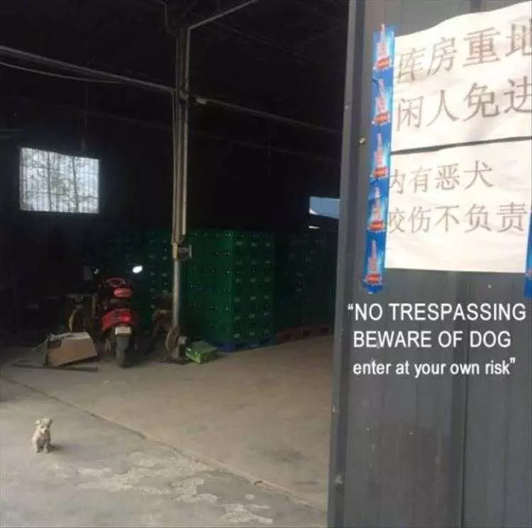 Funniest Animal Memes  Dangerous Attack Dog.