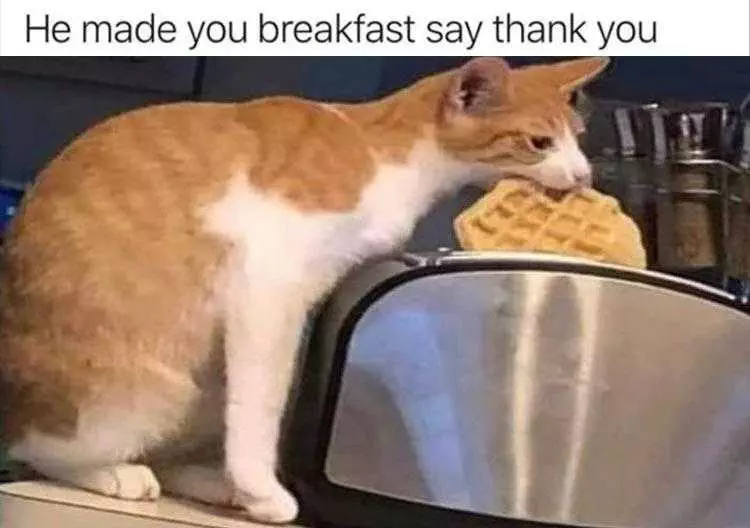 Funniest Animal Memes  Waffle Cat
