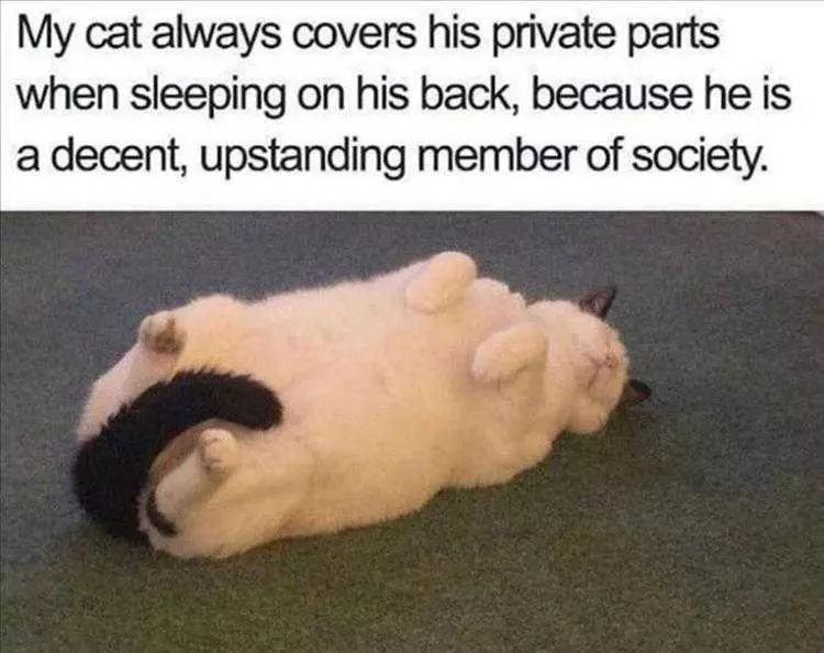 Hilarious Cat Pics  Manners