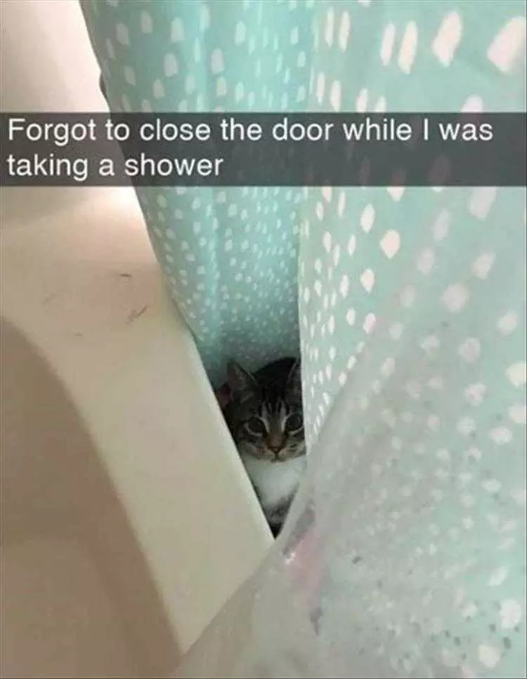 Hilarious Cat Pics  Investigating