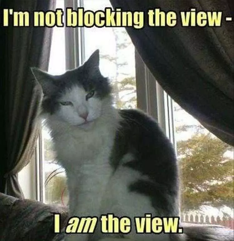 Hilarious Cat Pic  Enjoy The View