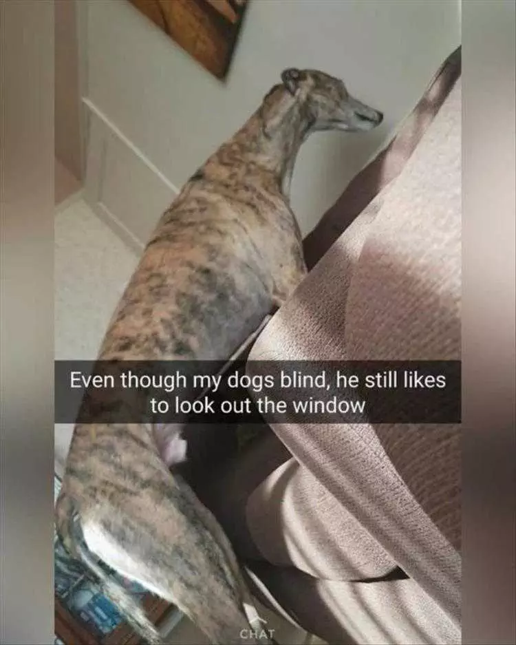 Funny Animal Pics With Captions  Blind Dog Looking Out Window