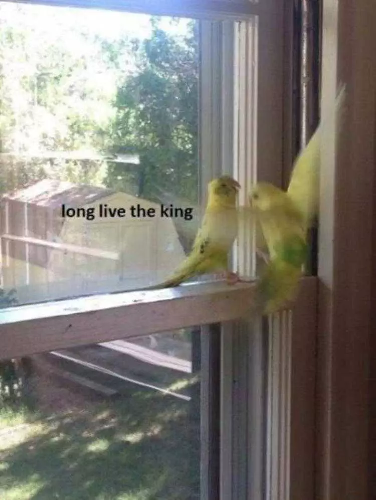 Funny Animal Pics With Caption  Budgies Paying Respect