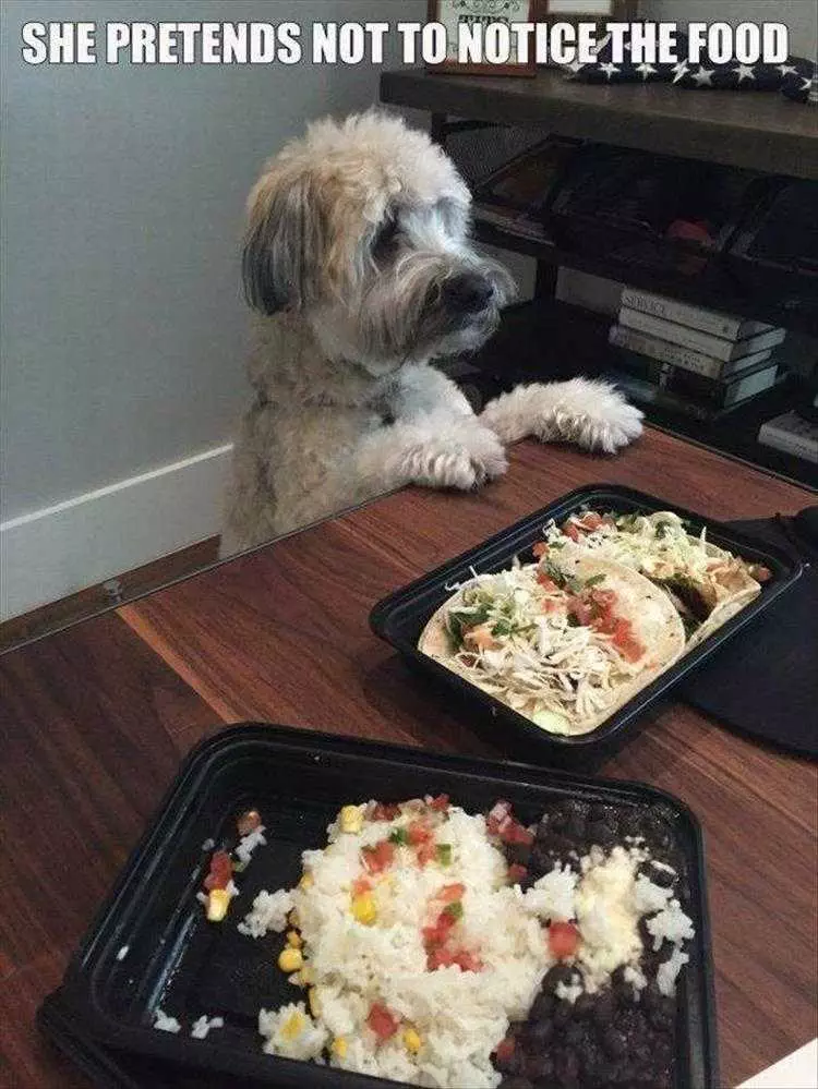 Funny Dog Pic With Caption  Not Looking At The Food