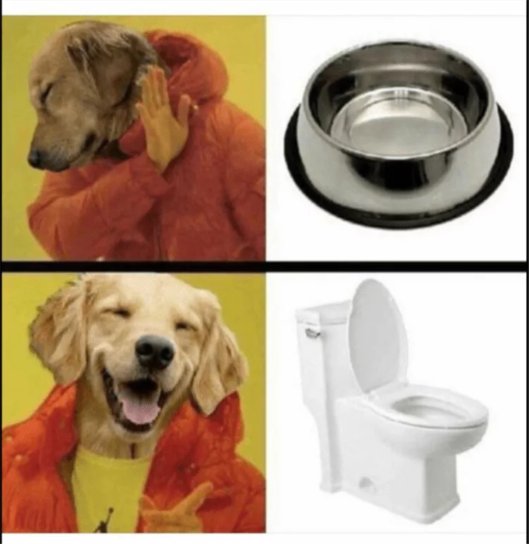 Funny Dog Pics Memes  Favorite Dog Water Bowl