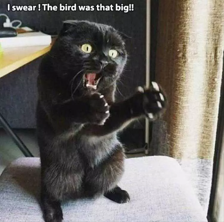 Funny Cat Pics With Captions  Cat Describing Bird