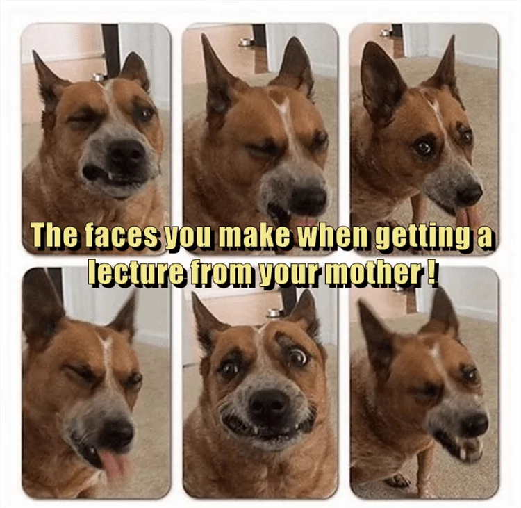 Funny Dog Pics With Caption  Lecture Faces
