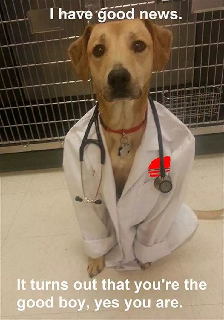 Funny Dog Pics With Captions  Doctor Dog