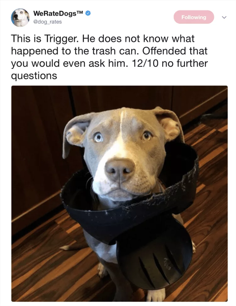 Funny Dog Pics With Caption  Dog Looking Innocent