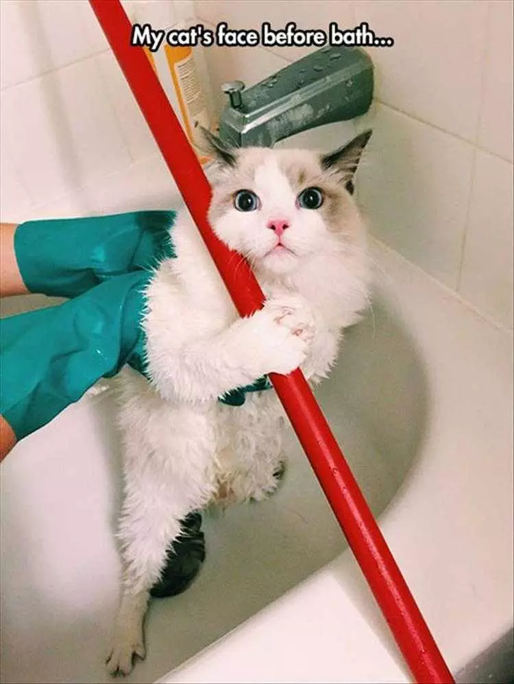 Funny Cat Pics With Captions  Before Bath