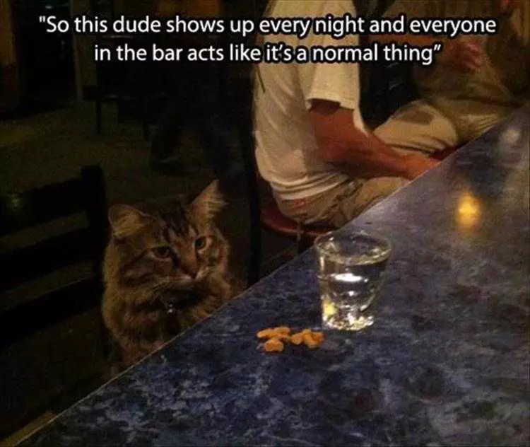 Cat Pics With Captions  Cat Sitting At Bar
