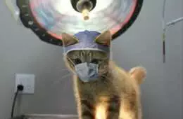 Funny Animal Pics With Captions  Cat Scan
