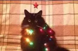 Top 35 Funny Animal Memes Of The Day 5Fcba0586Ee36