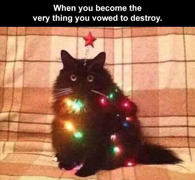 Best Funny Animal Memes  Cat Tree