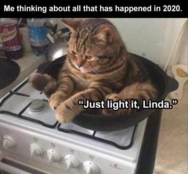 Best Funny Animal Memes Lost Will To Live