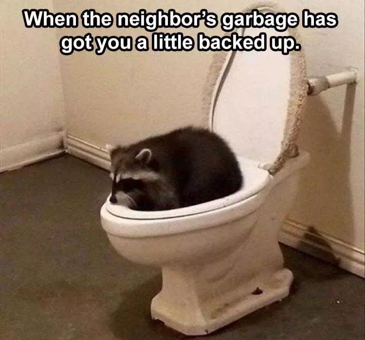 Best Funny Animal Memes  Raccoon