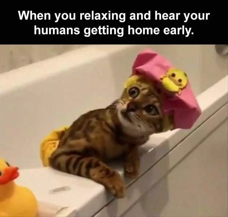 Best Funny Animal Memes  Cat Bath
