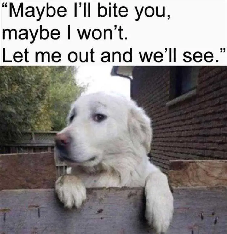 Top 34 Best Funny Animal Memes Of The Day