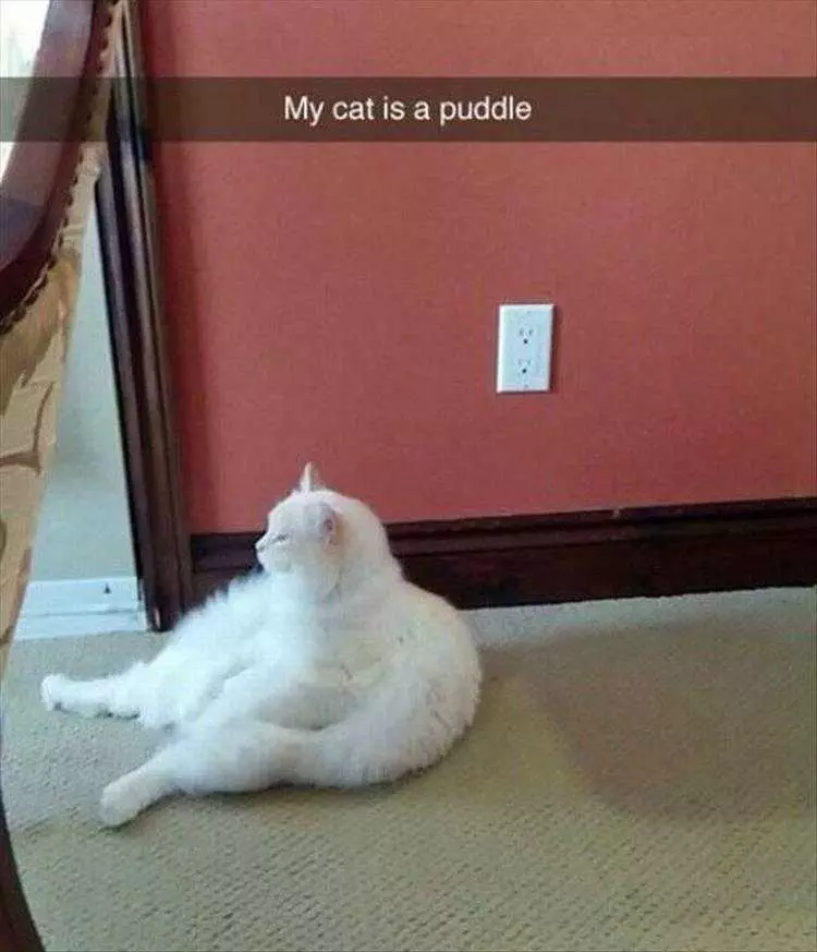 Best Funny Cat Memes  Puddle