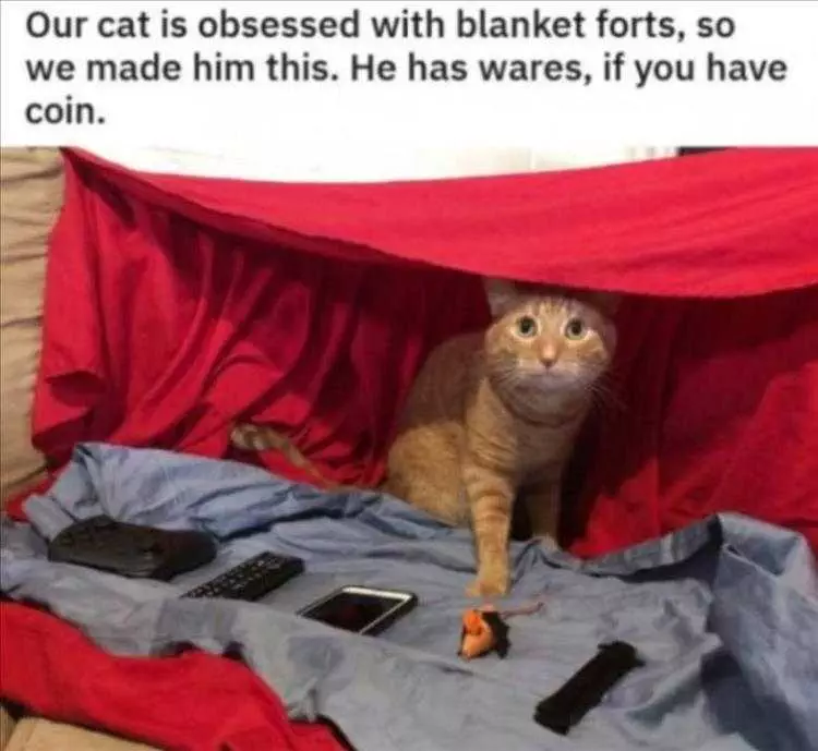 Best Funny Cat Memes  Salesman