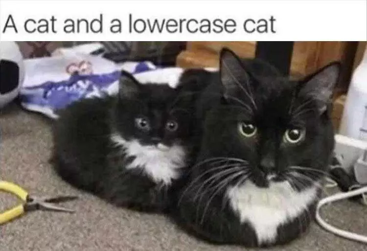 Best Funny Cat Memes  Shift Cat, Cat