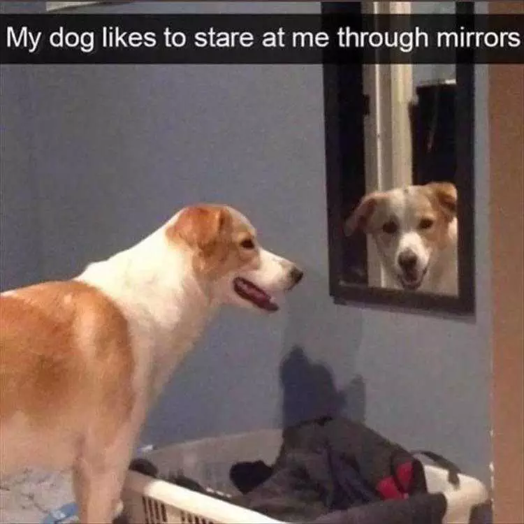 Best Funny Animal Memes  Dog Mirrors