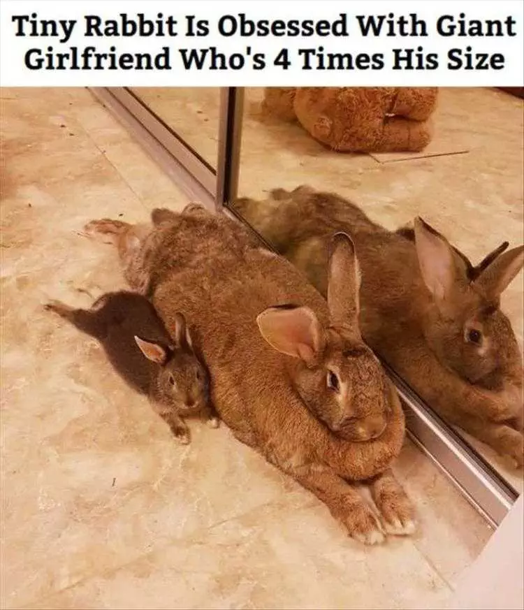 Best Funny Rabbit Memes  Big Unit