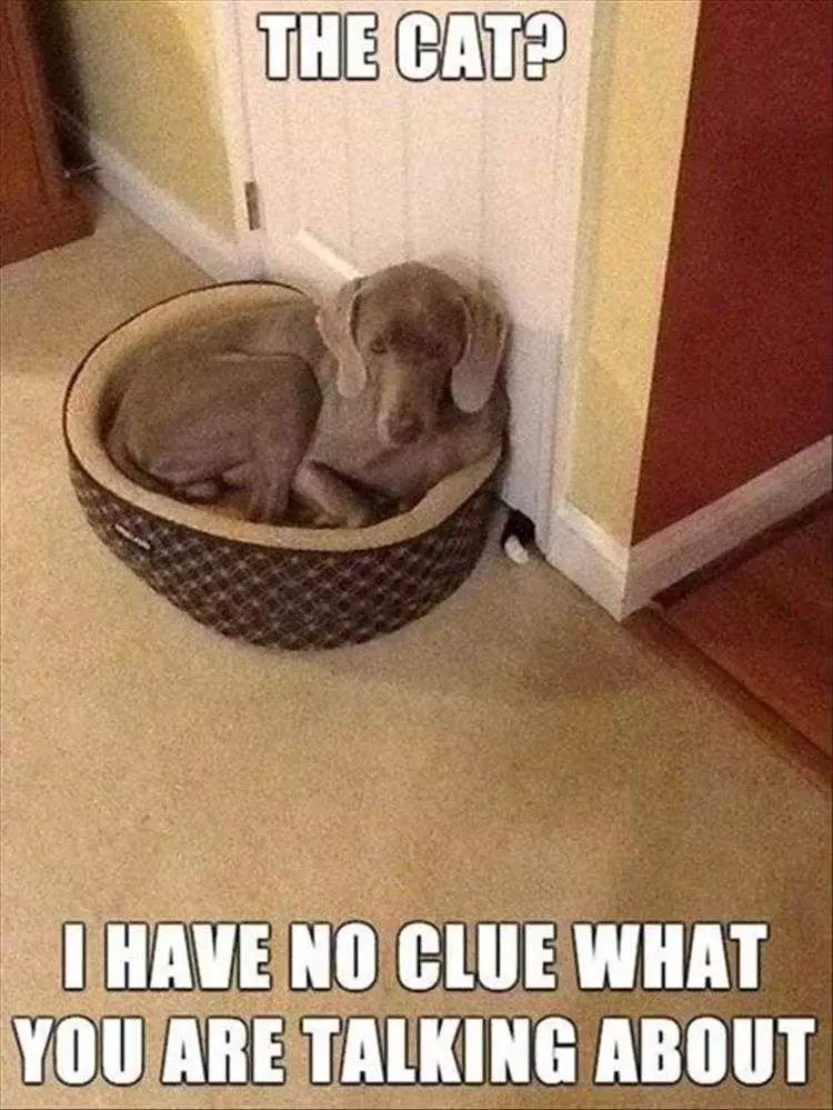 Best Funny Dog Memes  Guilty