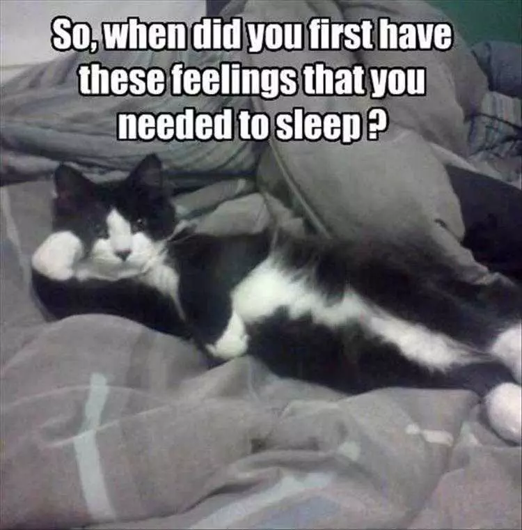 Best Funny Animal Memes  Cat Therapist