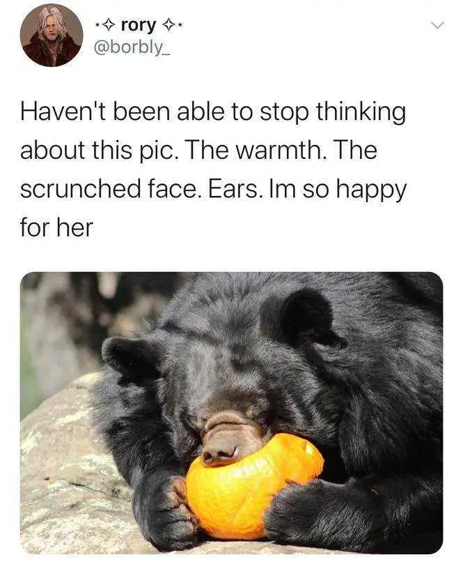 Tumblr_26049D6090C35985A56505Ab9448Df28_E31F8296_1280 Wholesome Memes Bear Eating Orange