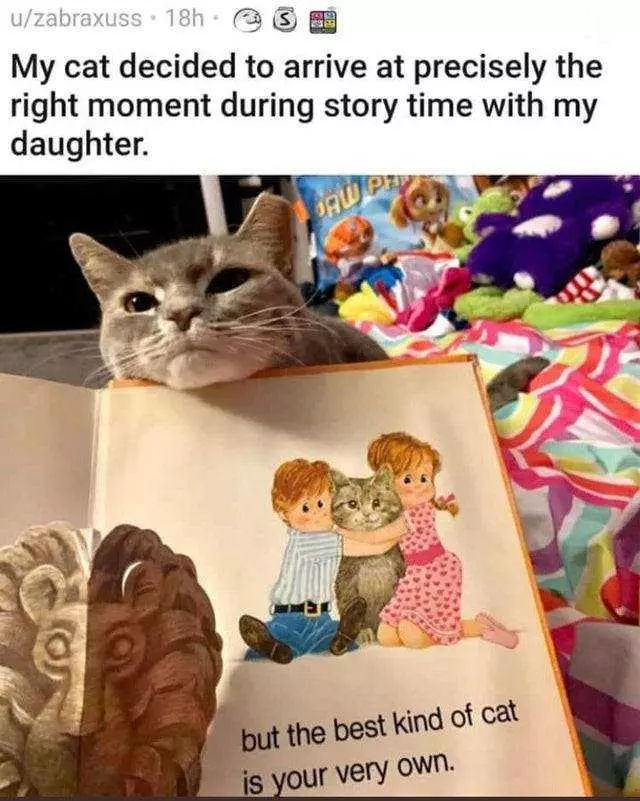 Wholesome Memes  Well Timed Cat Entrance