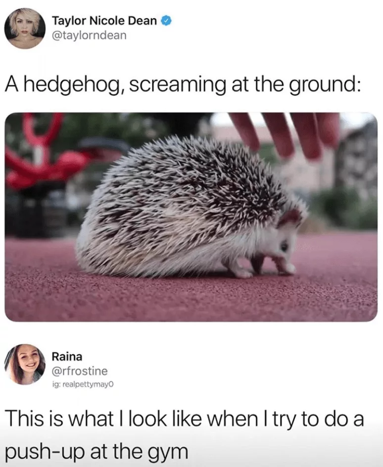 Funny Gym Memes  Hedgehog Push Up