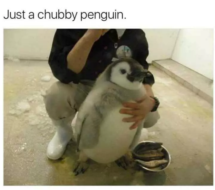 Wholesome Meme  Penguin Needs Diet