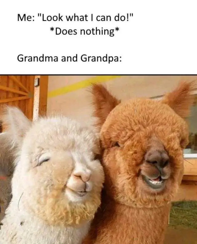 Tumblr_D5F8A674965C0Fa30448Ff858480Ae8B_6B1Acf47_640 Wholesome Memes Grandparents