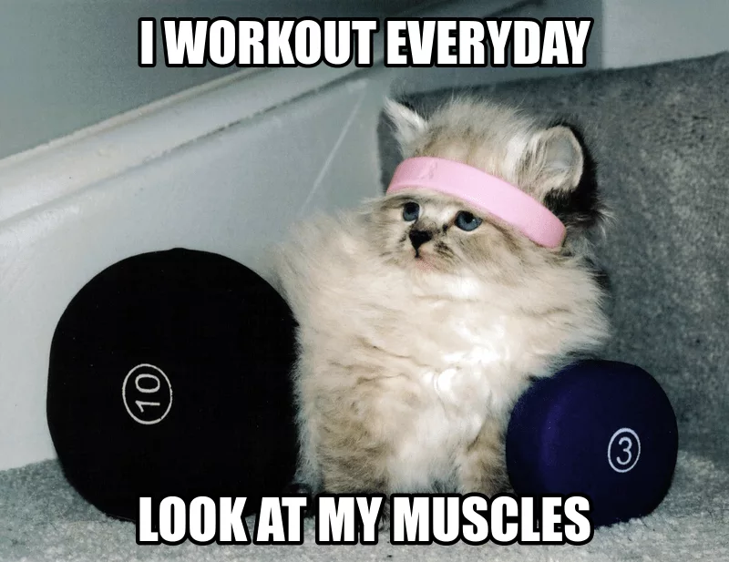 Funny Gym Memes  Muscle Cat