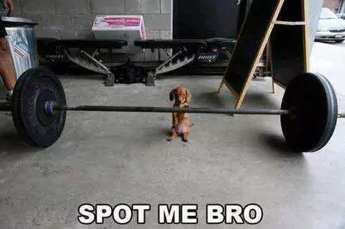 Funny Gym Memes  Dog With Barbell