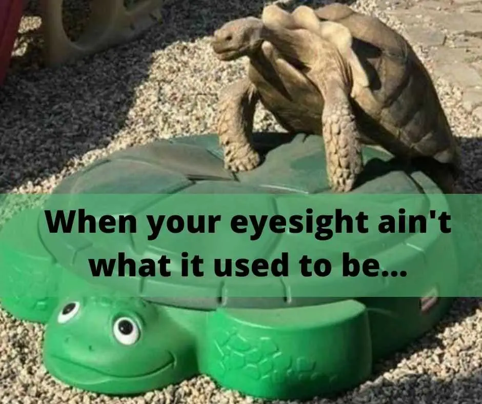 Hysterical Pet Memes  Old Age Eyesight