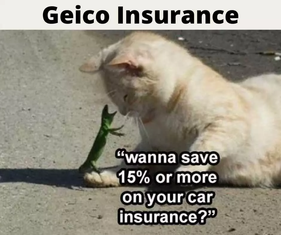Hilarious Pet Memes  Save 15% Or More