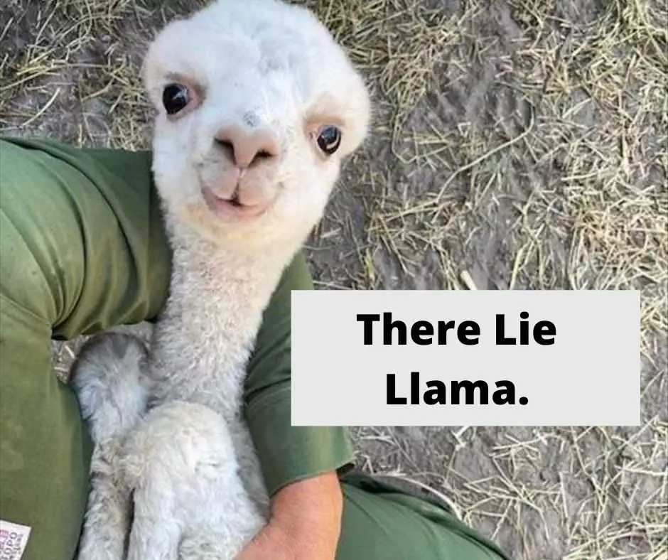 Hilarious Pet Memes  The There Lie Llama.