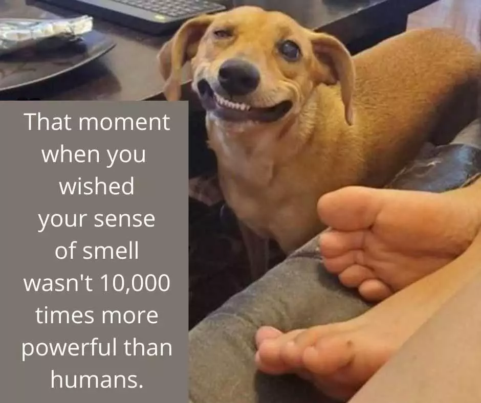 23 Hysterical Pet Memes You Can Relate To 18