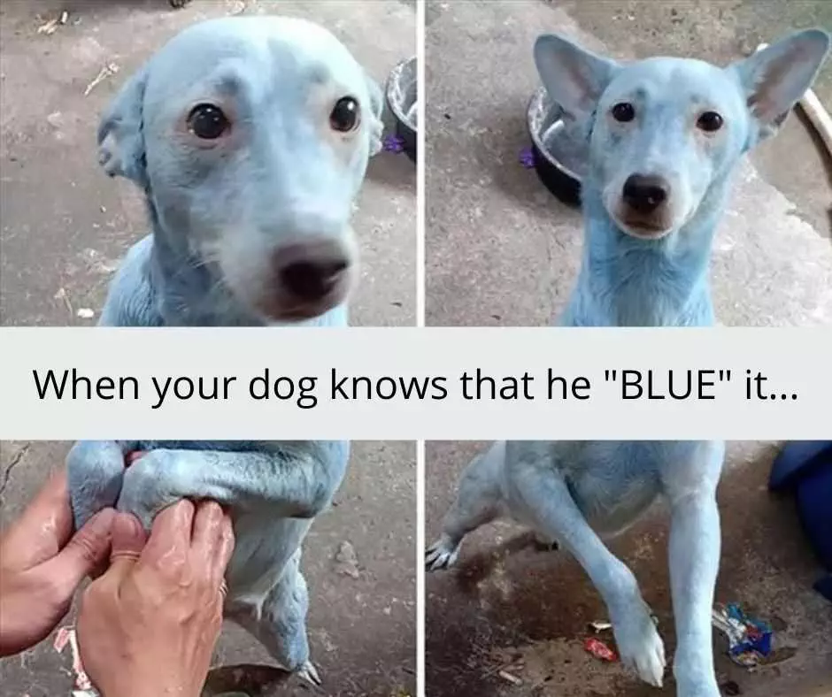 Hilarious Pet Memes  Blue It