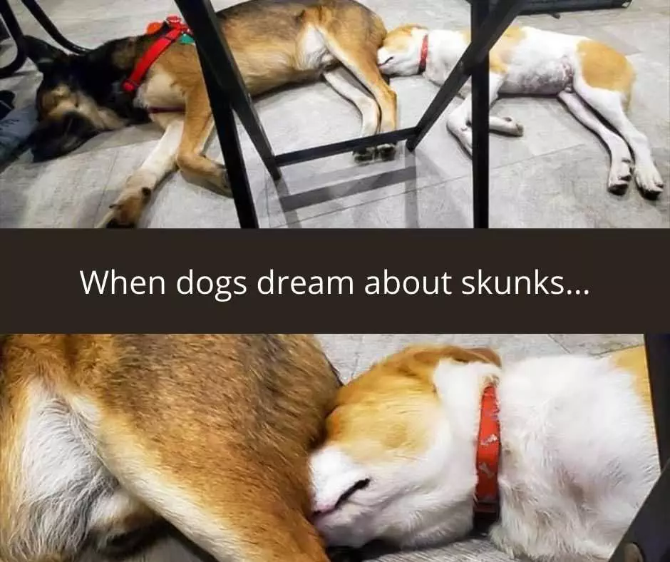 Hysterical Pet Memes  Skunk Works