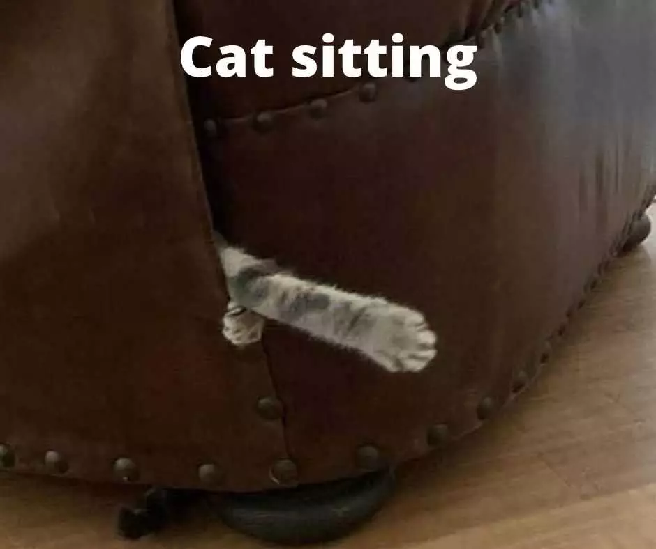 Hysterical Pet Memes  Cat Sitting?