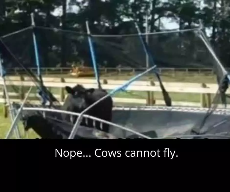 Hysterical Pet Memes  Luna The Flying Cow