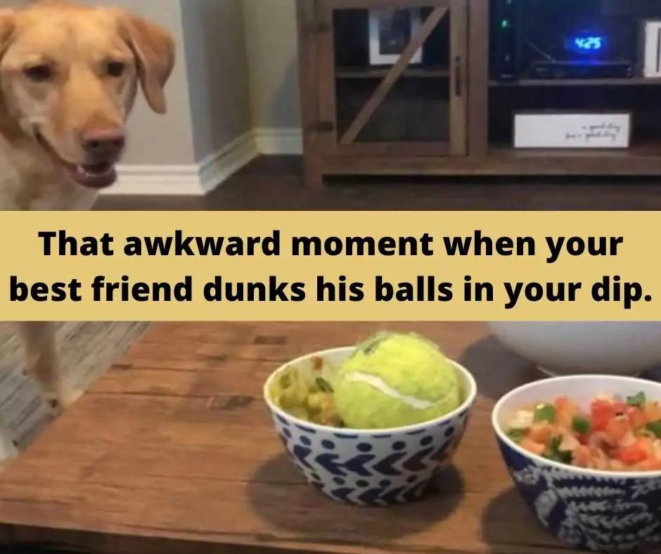 Hysterical Pet Memes  Dunking His Balls